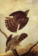 John James Audubon Stanley Hawk painting